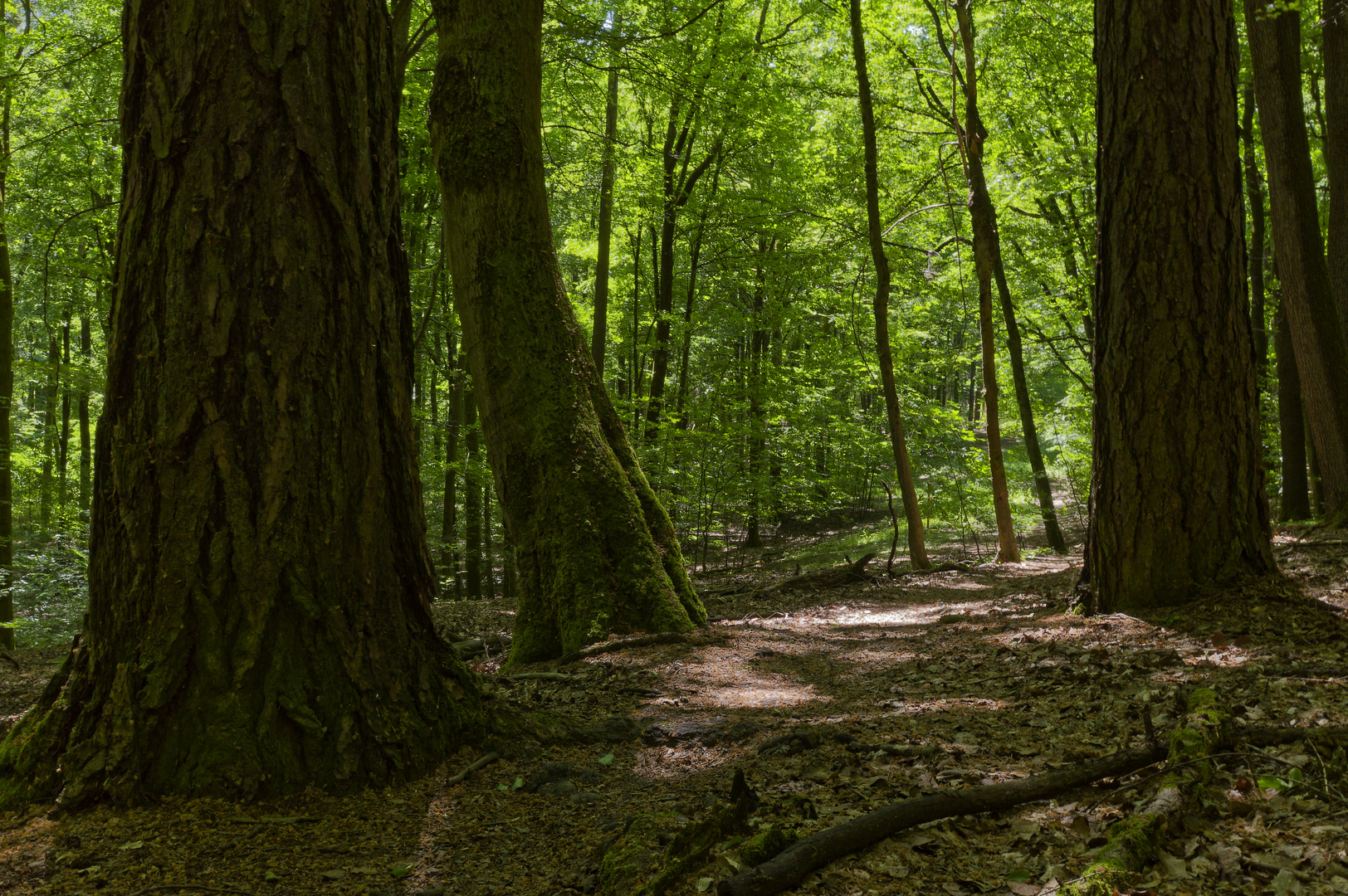 Waldmotive, hier: markante Baumstämme