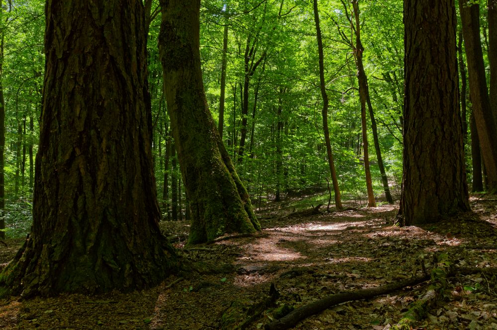 Waldmotive, hier: markante Baumstämme