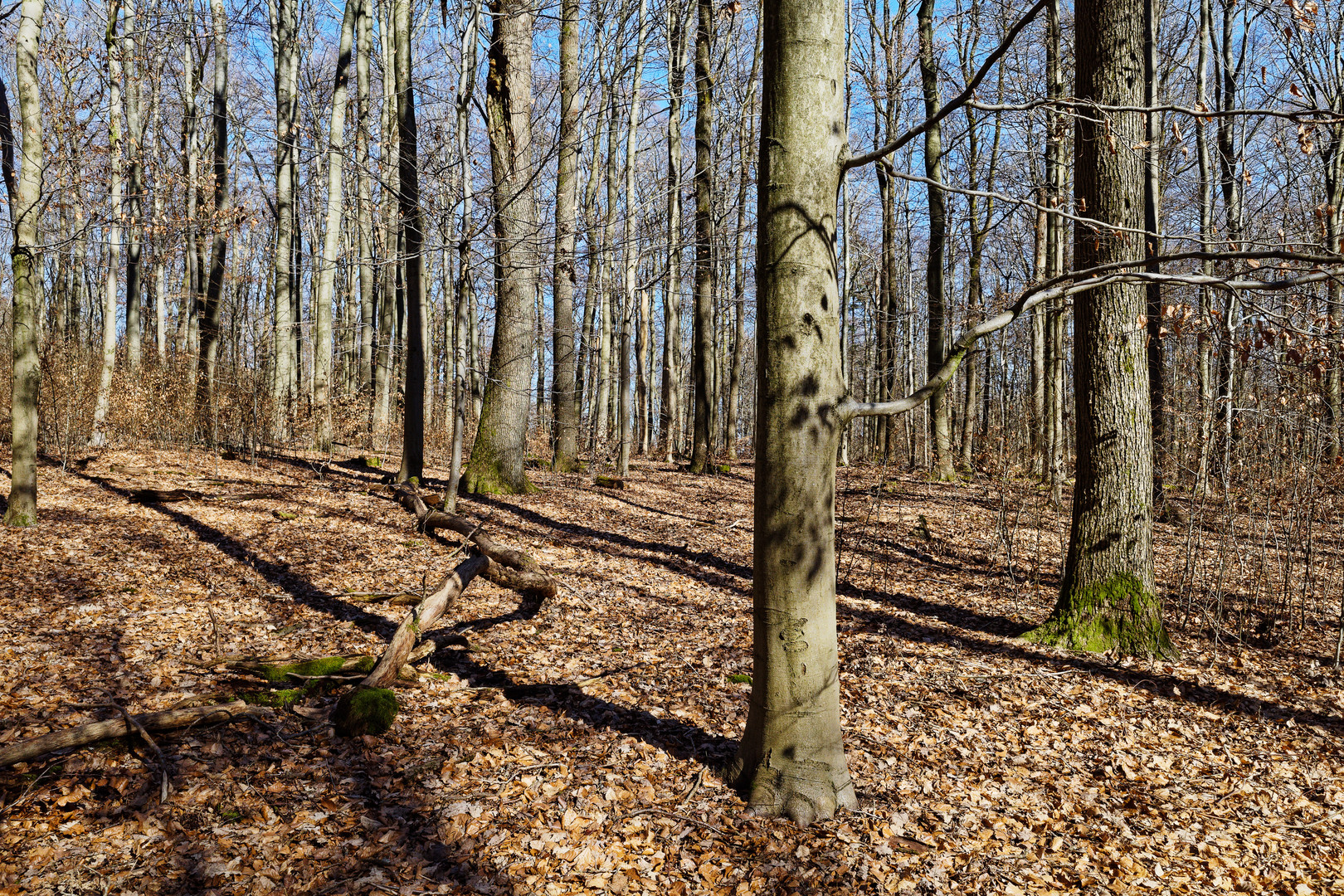 Waldmotive, hier: Mittagslicht im Laubwald