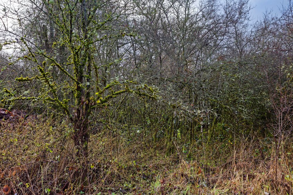 Waldmotive, hier: Moos- und Flechtenwelten im Unterholz 