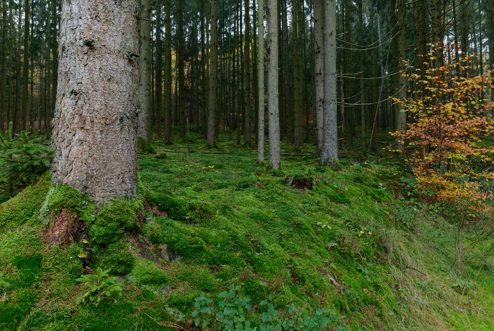 Waldmotive, hier: Moosteppich im Fichtenwald