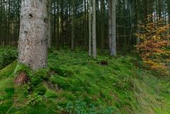 Waldmotive, hier: Moosteppich im Fichtenwald