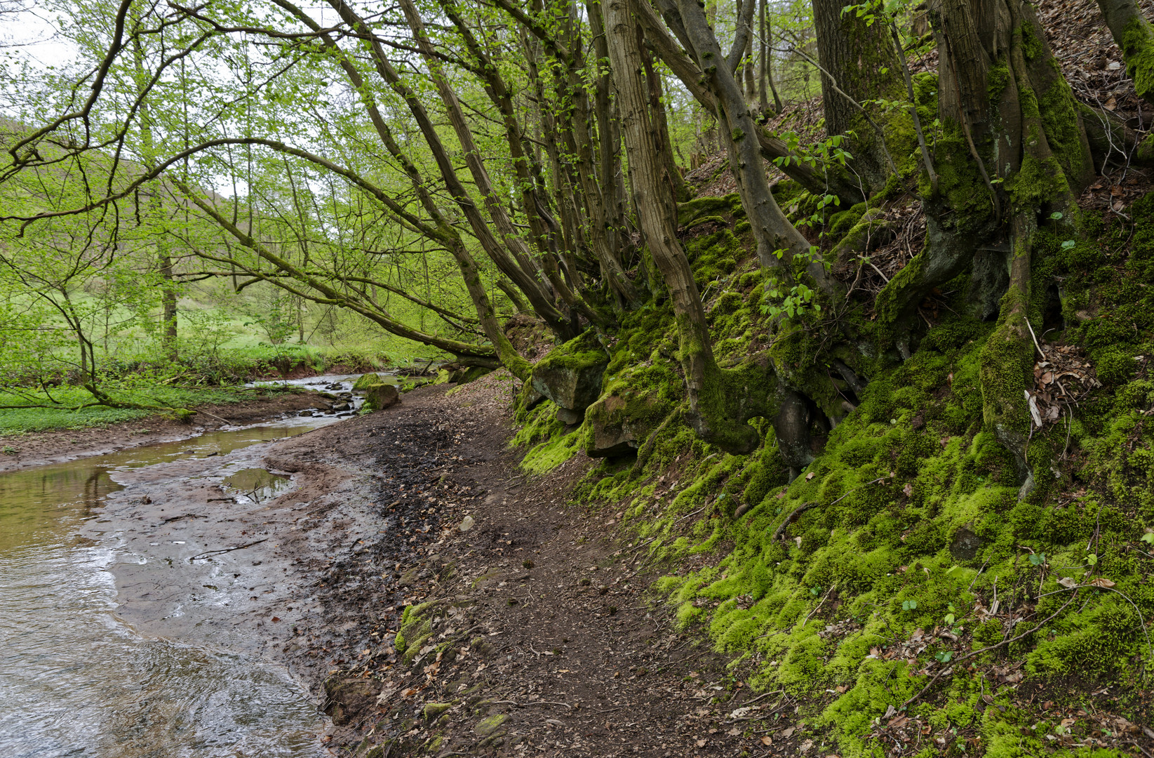 Waldmotive, hier: Mooswelten am Lautenbach