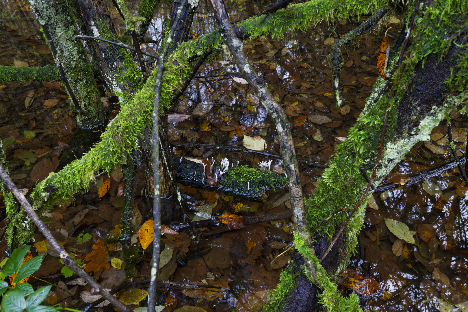 Waldmotive, hier: Mooswelten am Waldteich