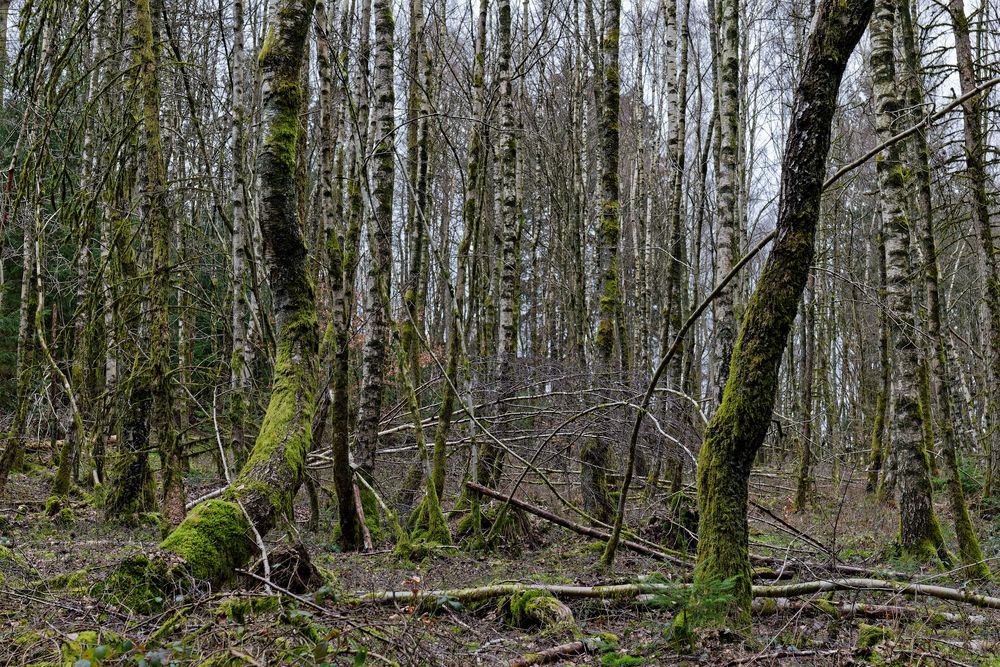 Waldmotive, hier: Mooswelten im Birkendschungel