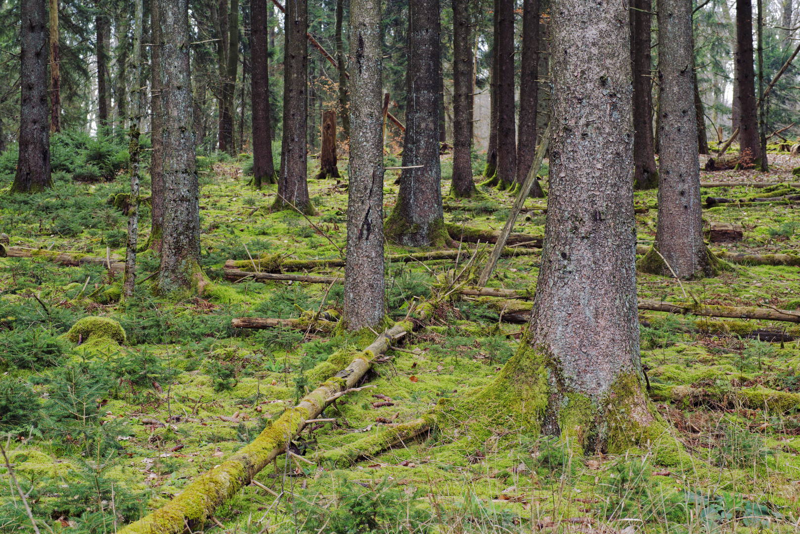 Waldmotive, hier: Mooswelten im Fichtenwald
