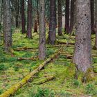 Waldmotive, hier: Mooswelten im Fichtenwald