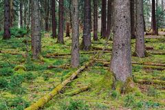 Waldmotive, hier: Mooswelten im Fichtenwald