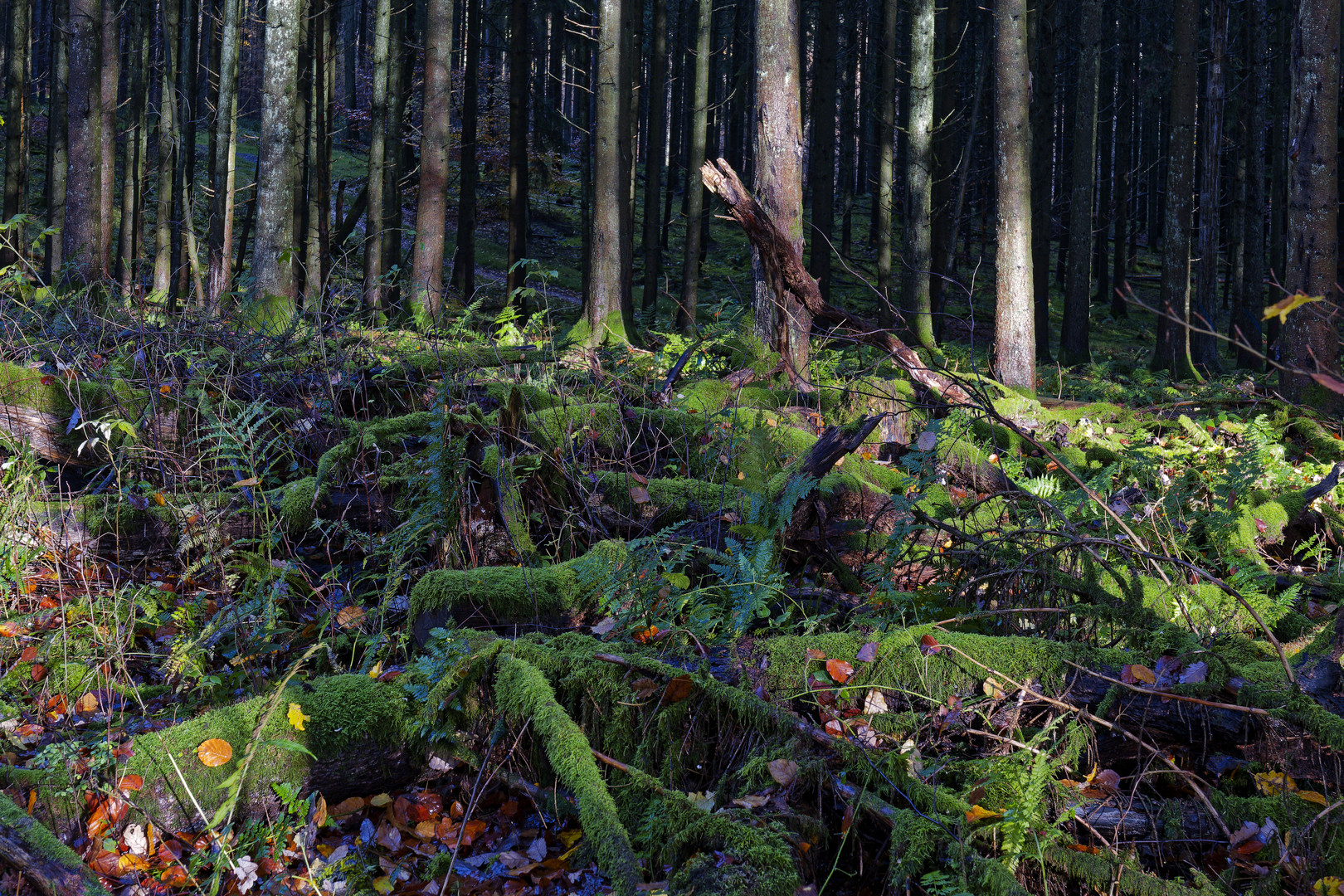 Waldmotive, hier: Mooswelten im Fichtenwald