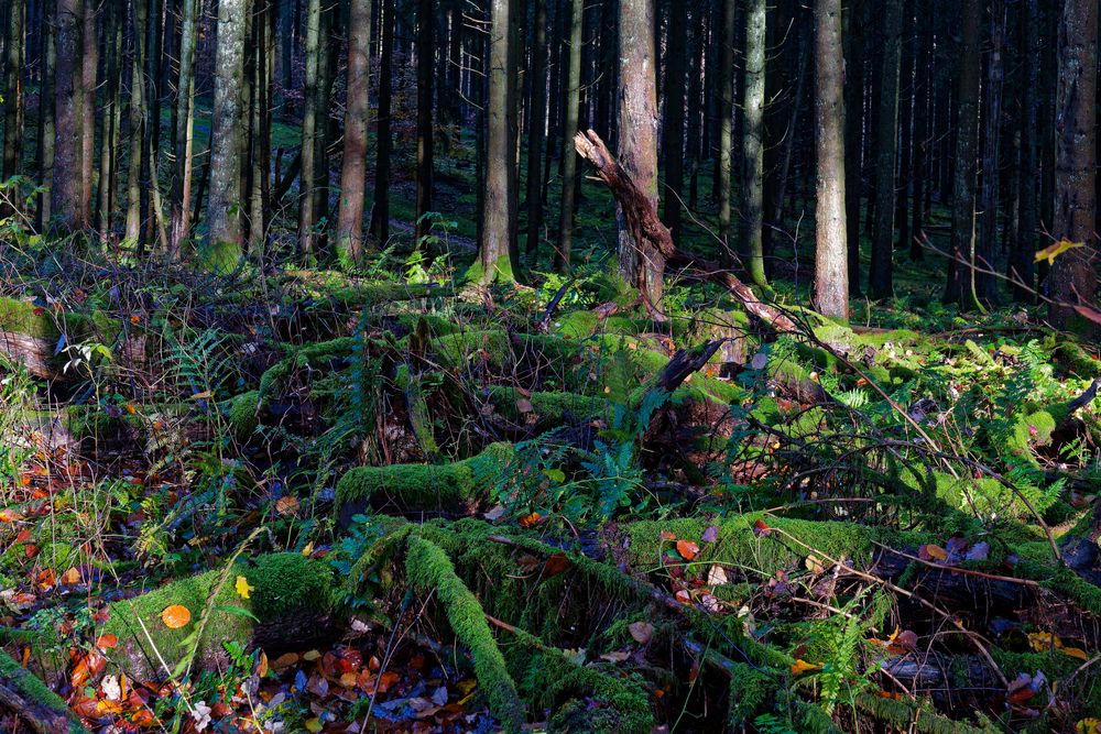 Waldmotive, hier: Mooswelten im Fichtenwald