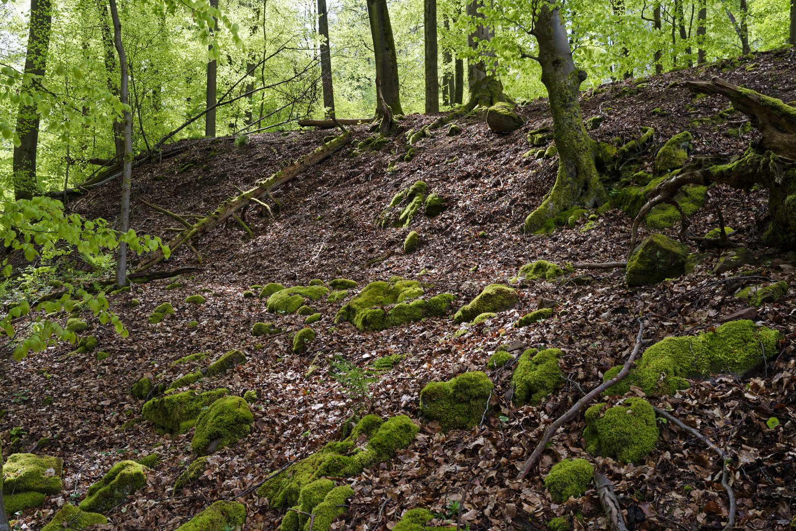 Waldmotive, hier: Mooswelten im Frühlingswald