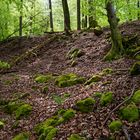 Waldmotive, hier: Mooswelten im Frühlingswald