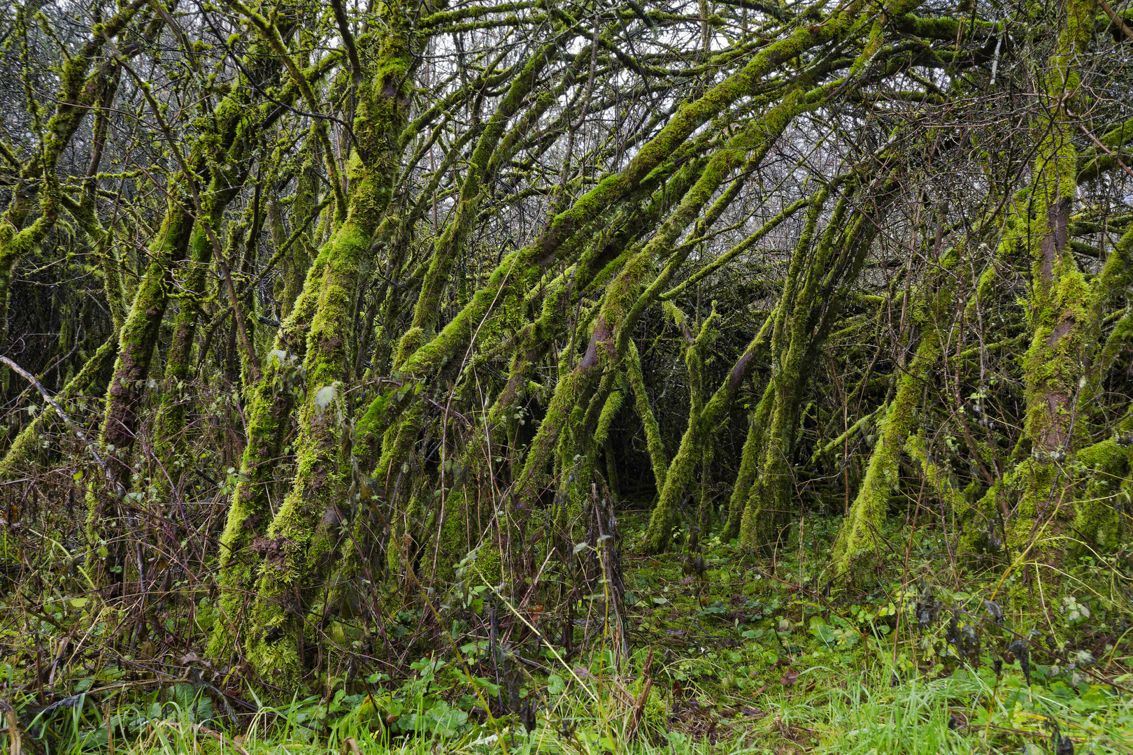 Waldmotive, hier: Mooswelten im Unterholz