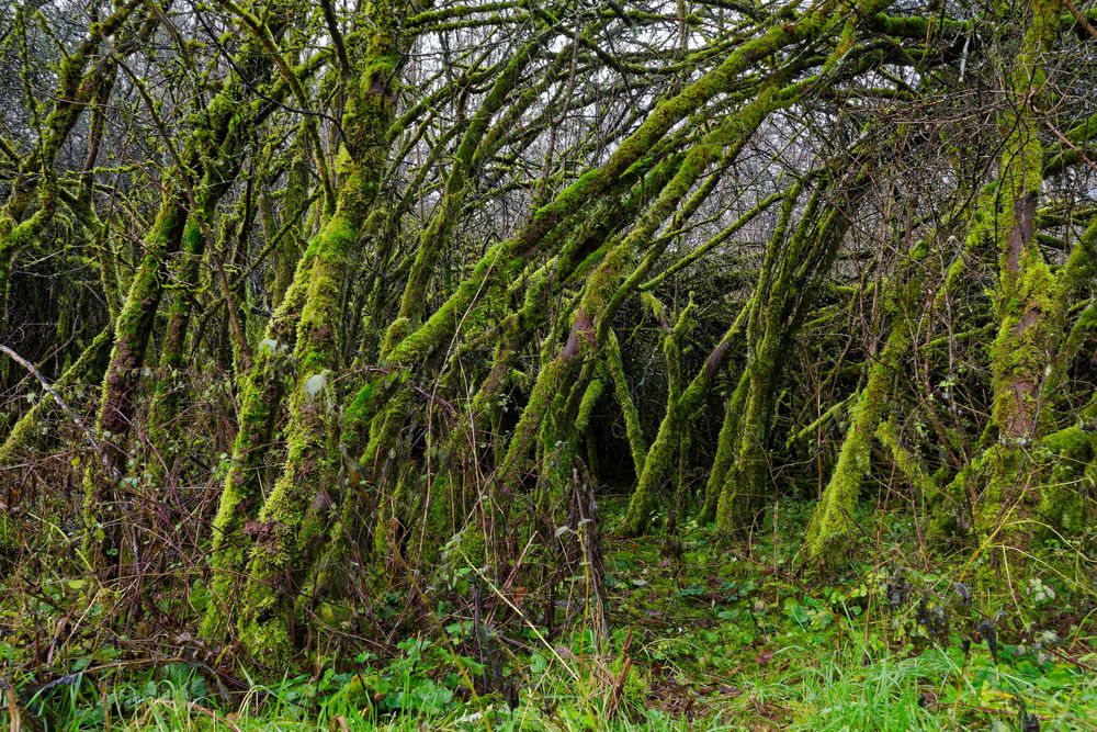 Waldmotive, hier: Mooswelten im Unterholz