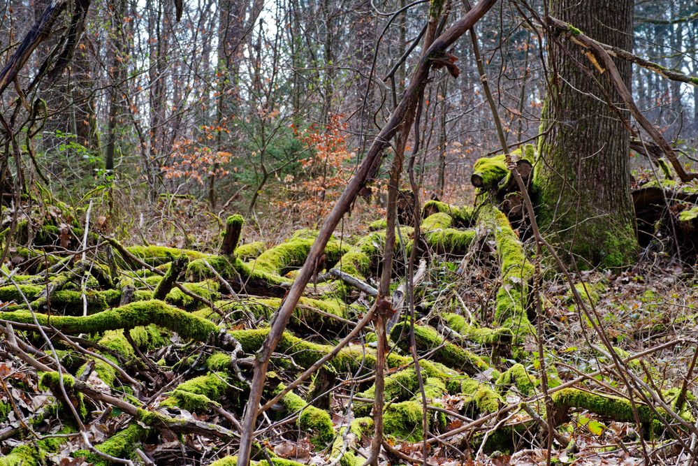 Waldmotive, hier: Mooswelten im Unterholz