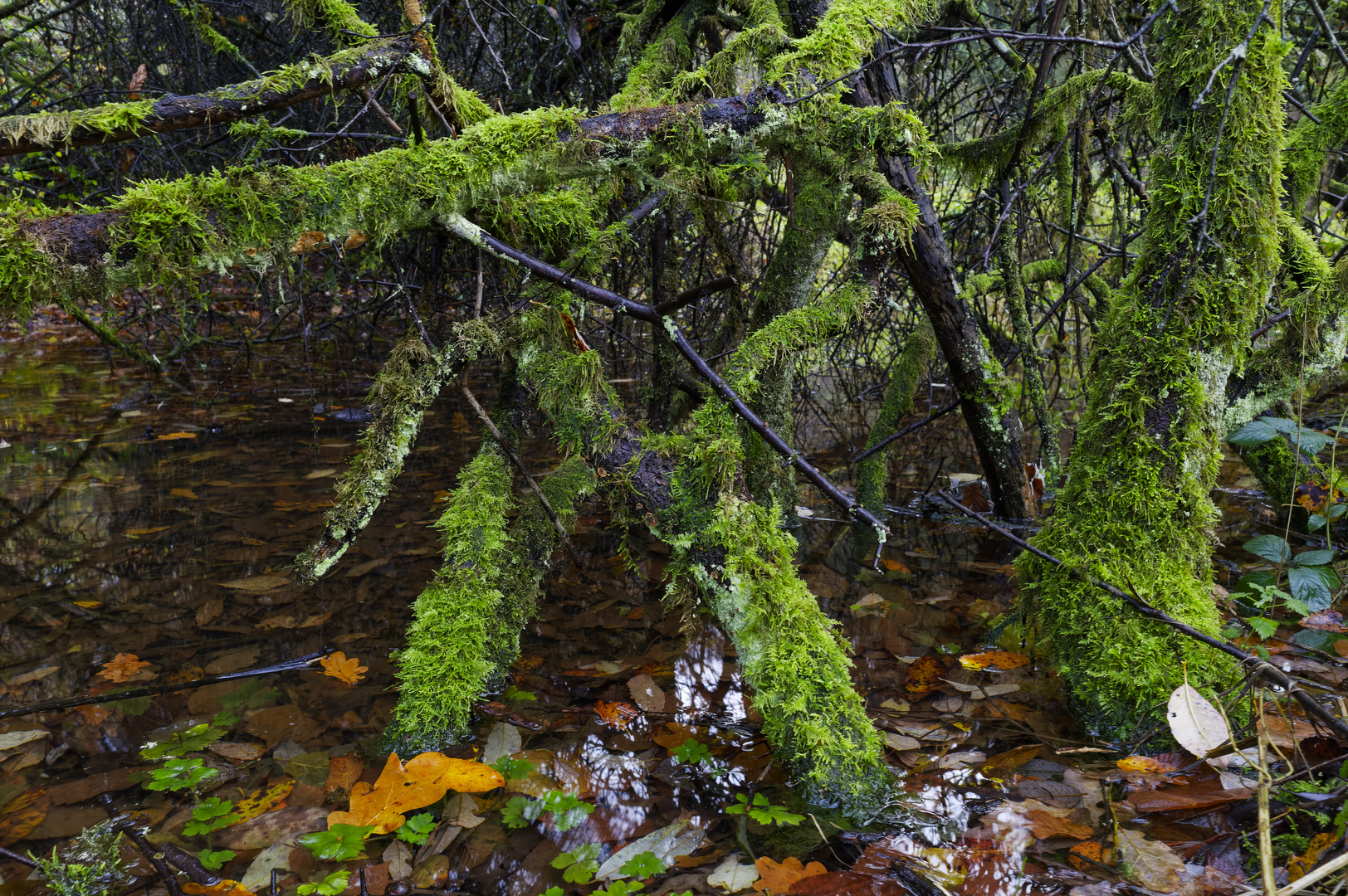 Waldmotive, hier: Mooswelten im Waldteich