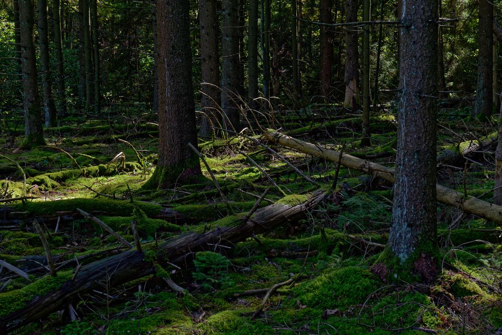 Waldmotive, hier: Mooswelten unter Fichten