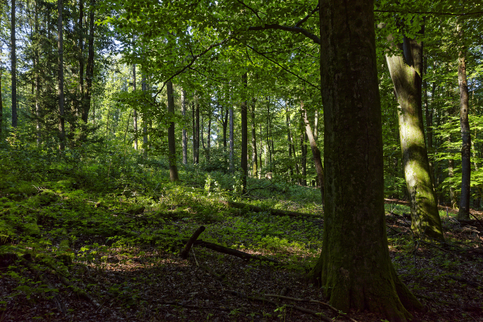 Waldmotive, hier: Morgenlicht im Laubwald