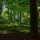 Waldmotive, hier: Morgenlicht im Laubwald