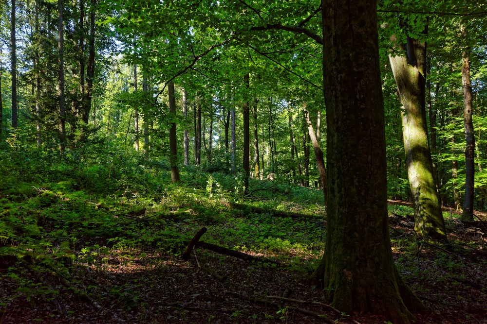 Waldmotive, hier: Morgenlicht im Laubwald