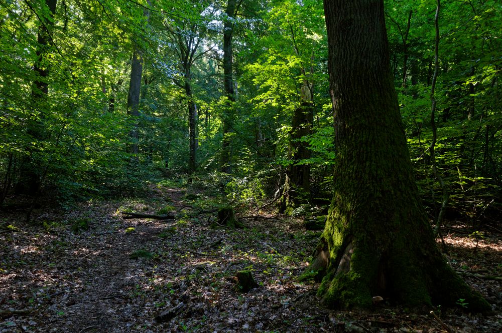 Waldmotive, hier: Morgenstimmung auf dem Waldpfad