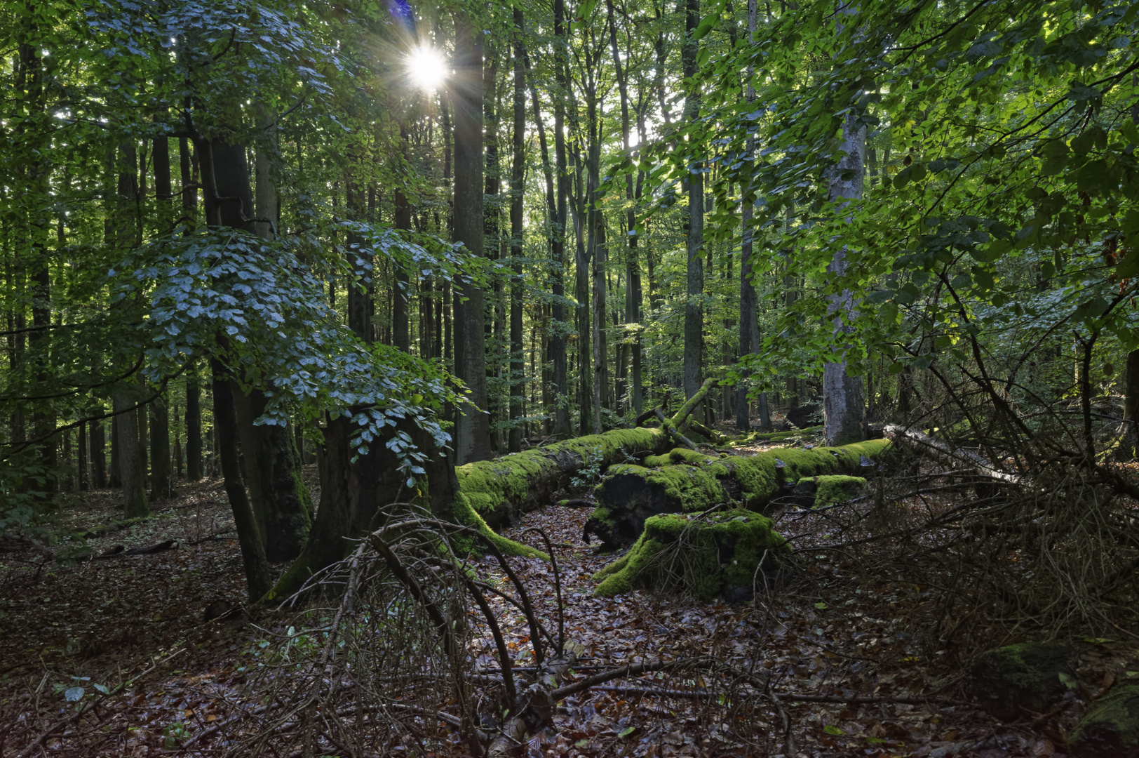 Waldmotive, hier: morsche bemooste Buchenstämme