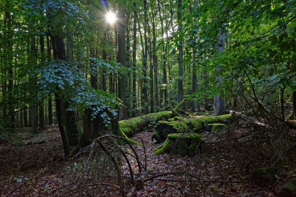 Waldmotive, hier: morsche bemooste Buchenstämme