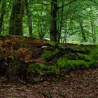 Waldmotive, hier: morsche Buche