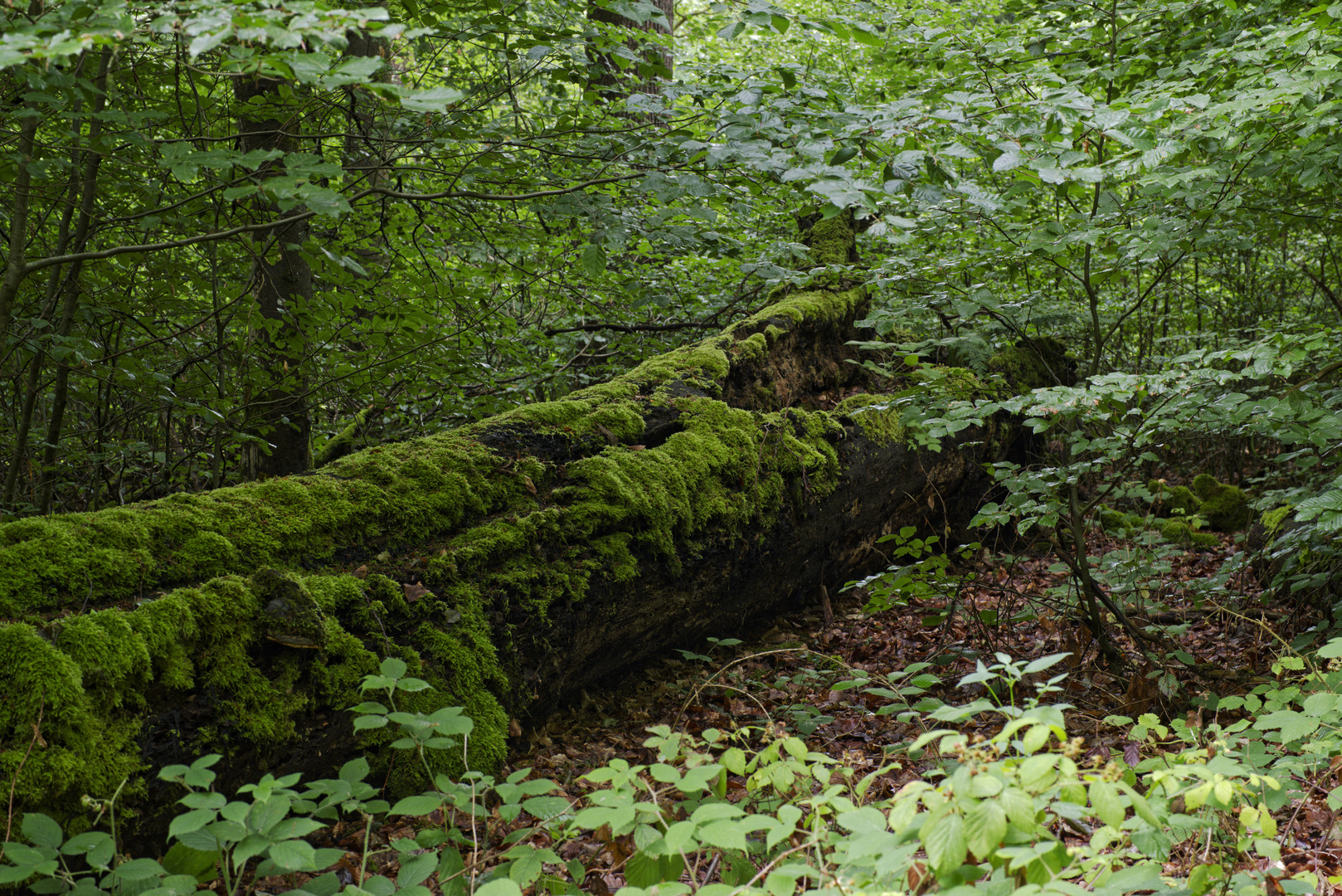 Waldmotive, hier: morsche Buche im Unterholz