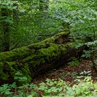 Waldmotive, hier: morsche Buche im Unterholz