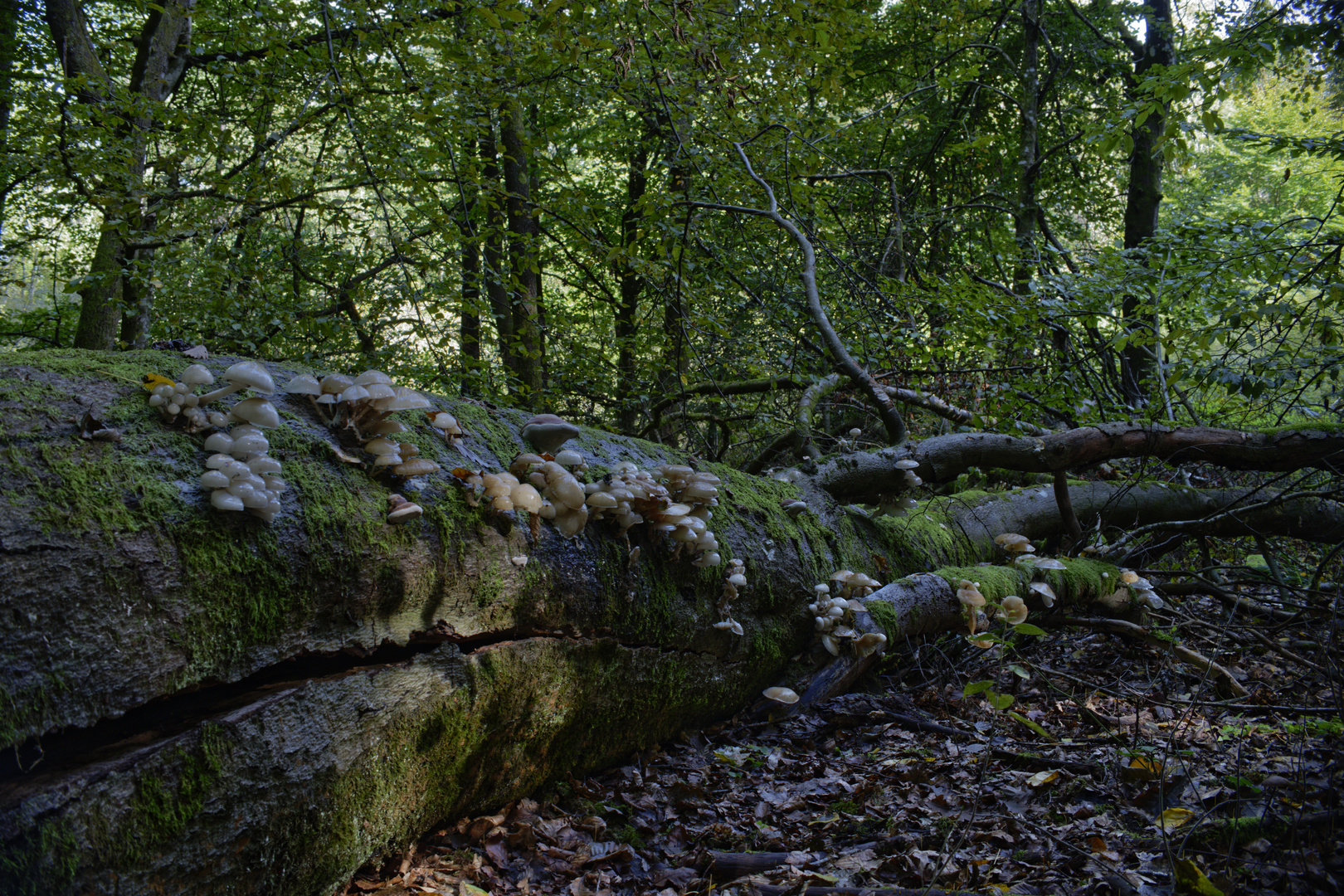 Waldmotive, hier: morsche Buche mit Schleimlingen