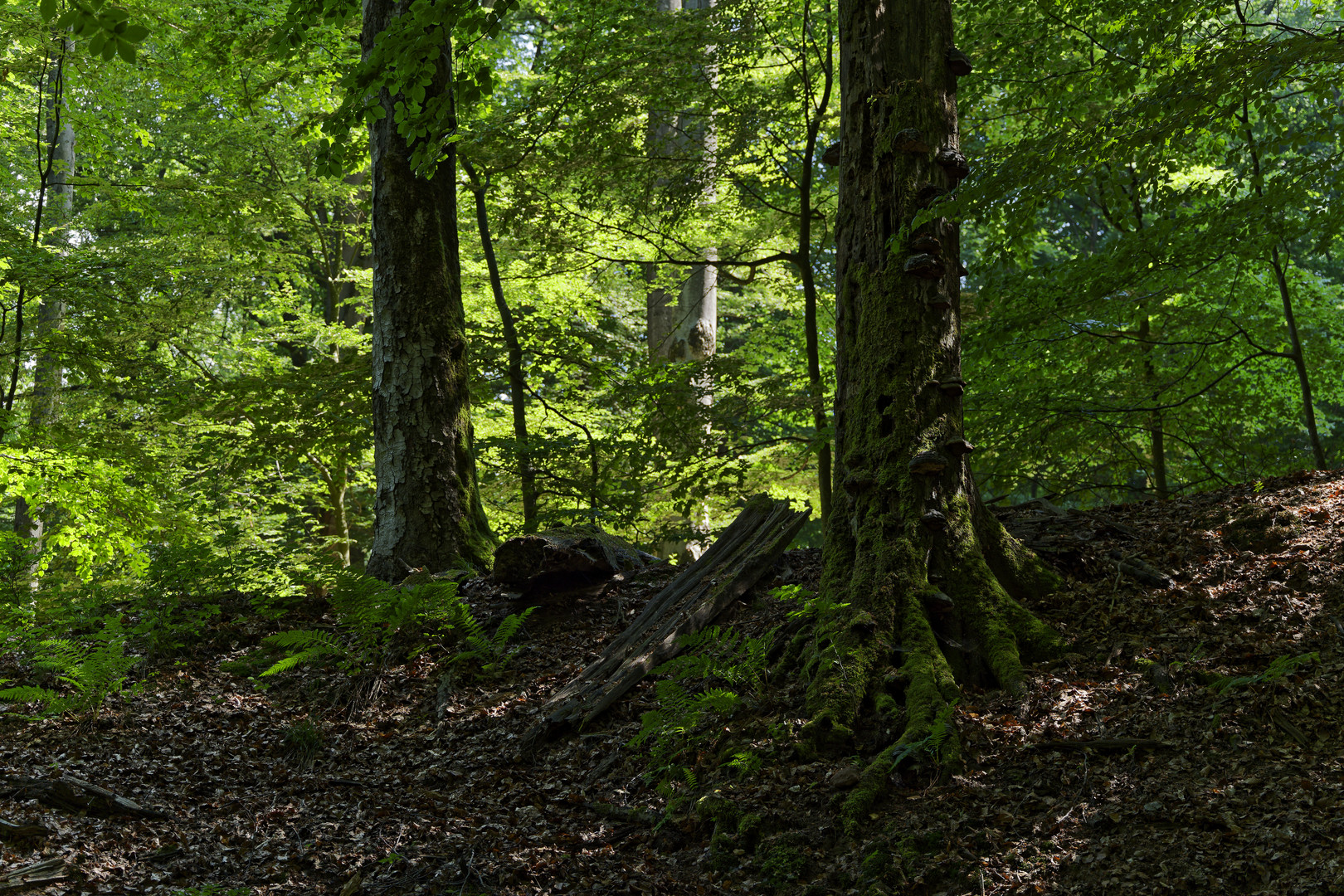 Waldmotive, hier: morsche Eiche am Abhang