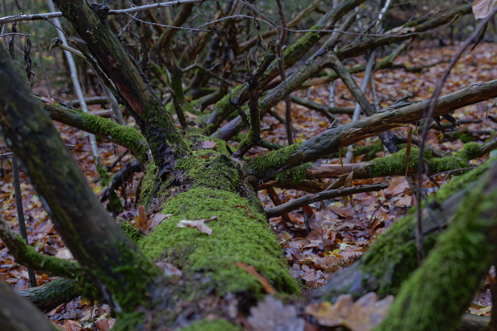 Waldmotive, hier: morsche Fichte