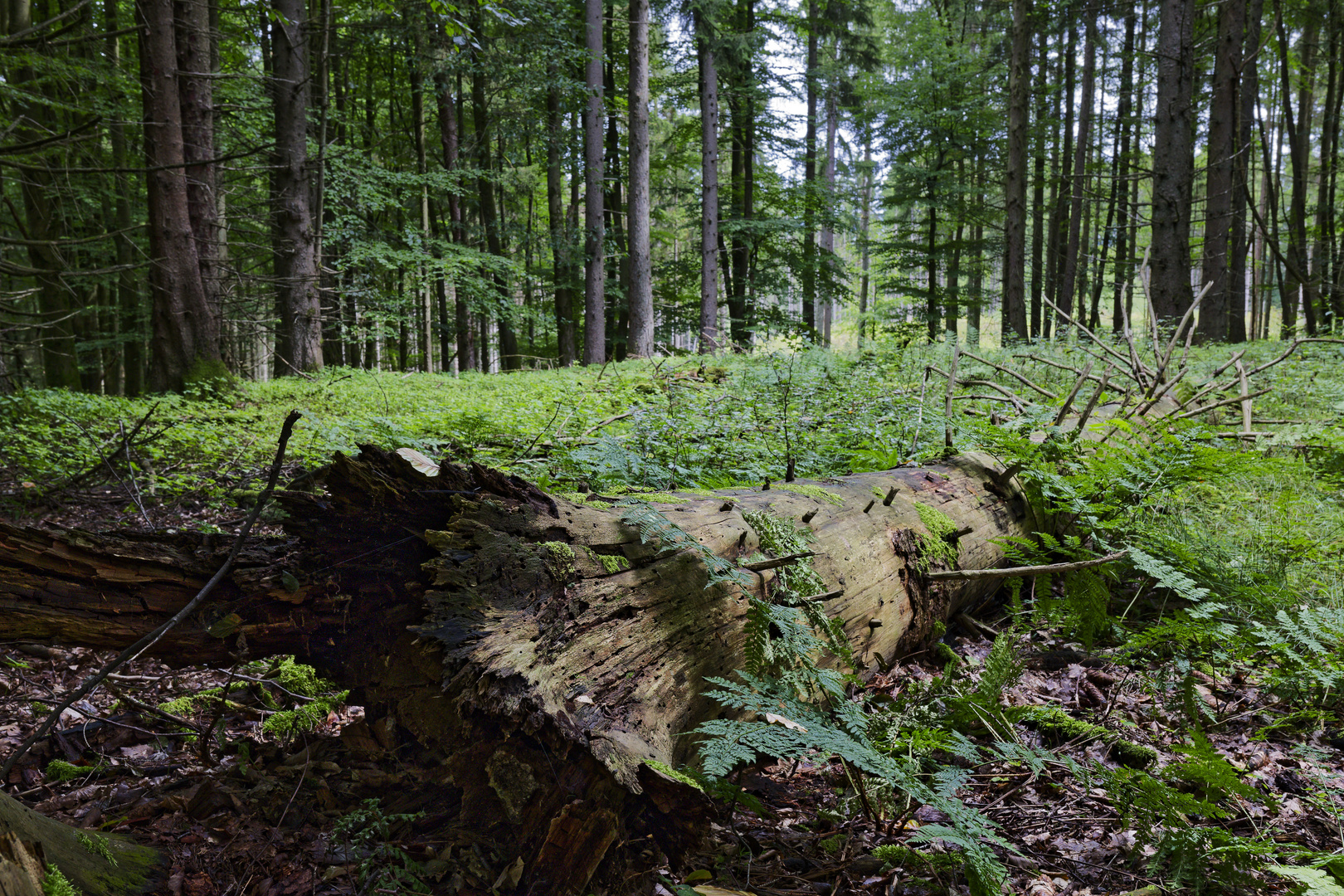 Waldmotive, hier: morsche Fichte auf einer Waldlichtung