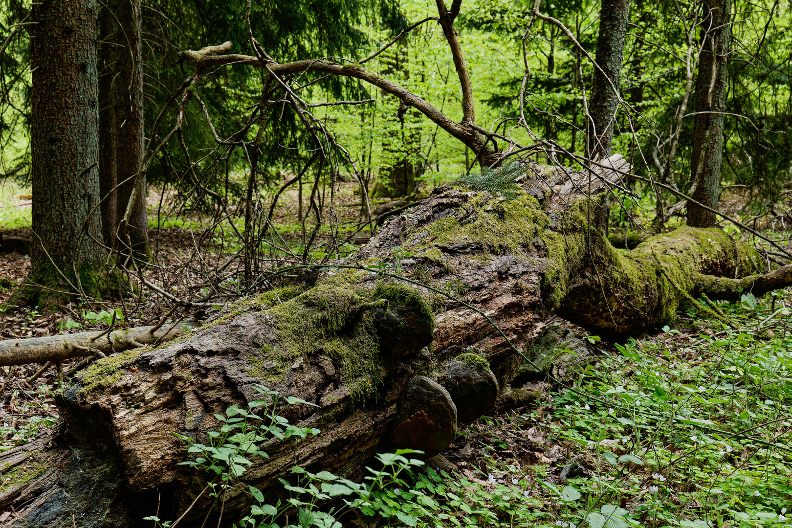Waldmotive, hier: morscher Baumstamm