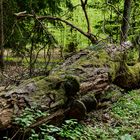 Waldmotive, hier: morscher Baumstamm