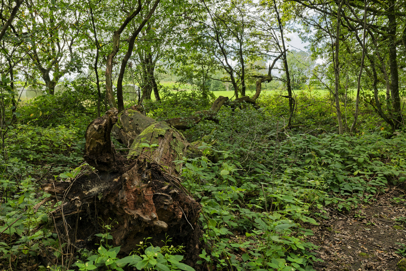 Waldmotive, hier: morscher Baumstamm