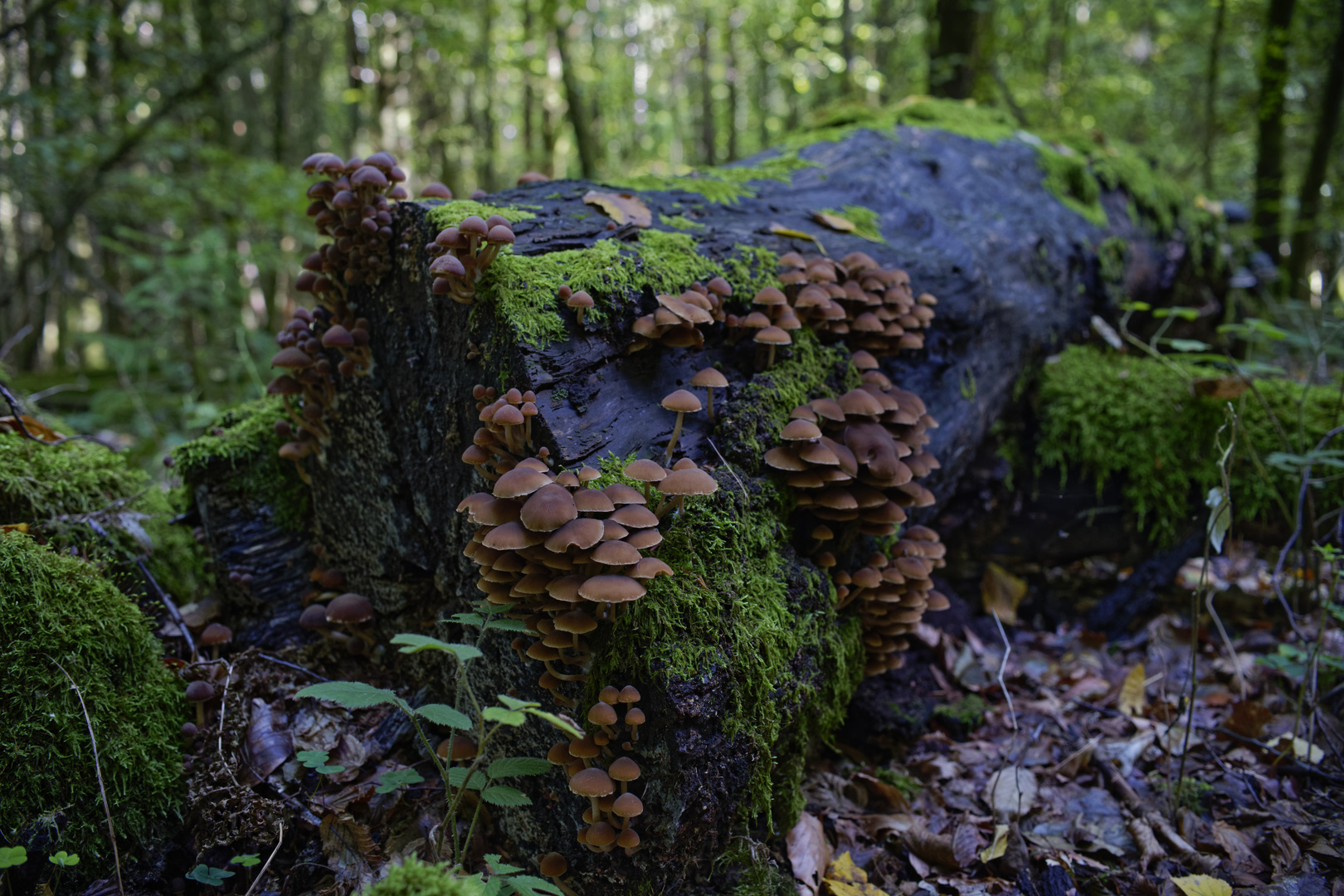 Waldmotive, hier: morscher Baumstamm mit Pilzgruppen