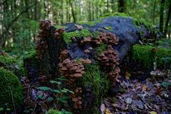 Waldmotive, hier: morscher Baumstamm mit Pilzgruppen