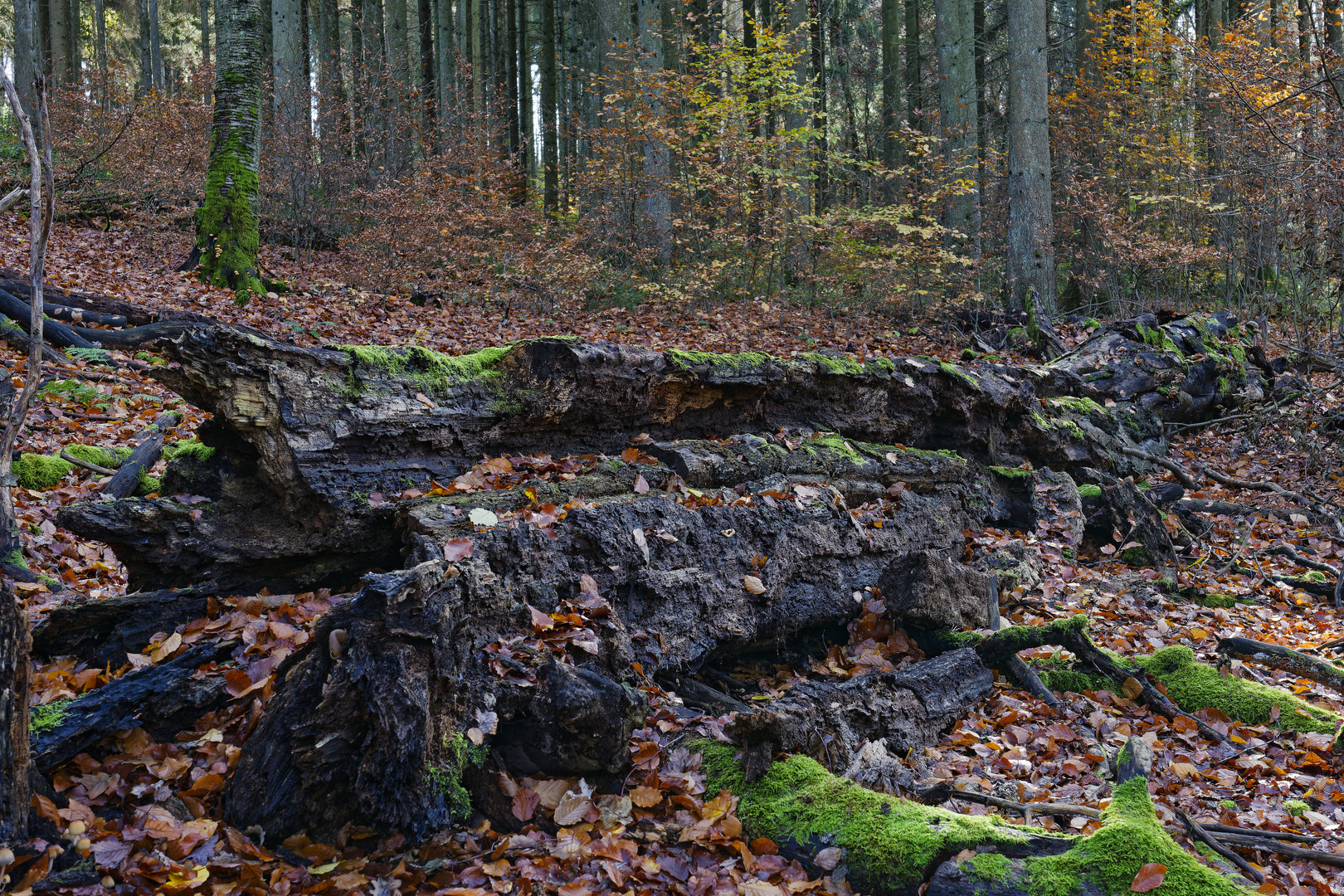 Waldmotive, hier: morscher Buchenstamm