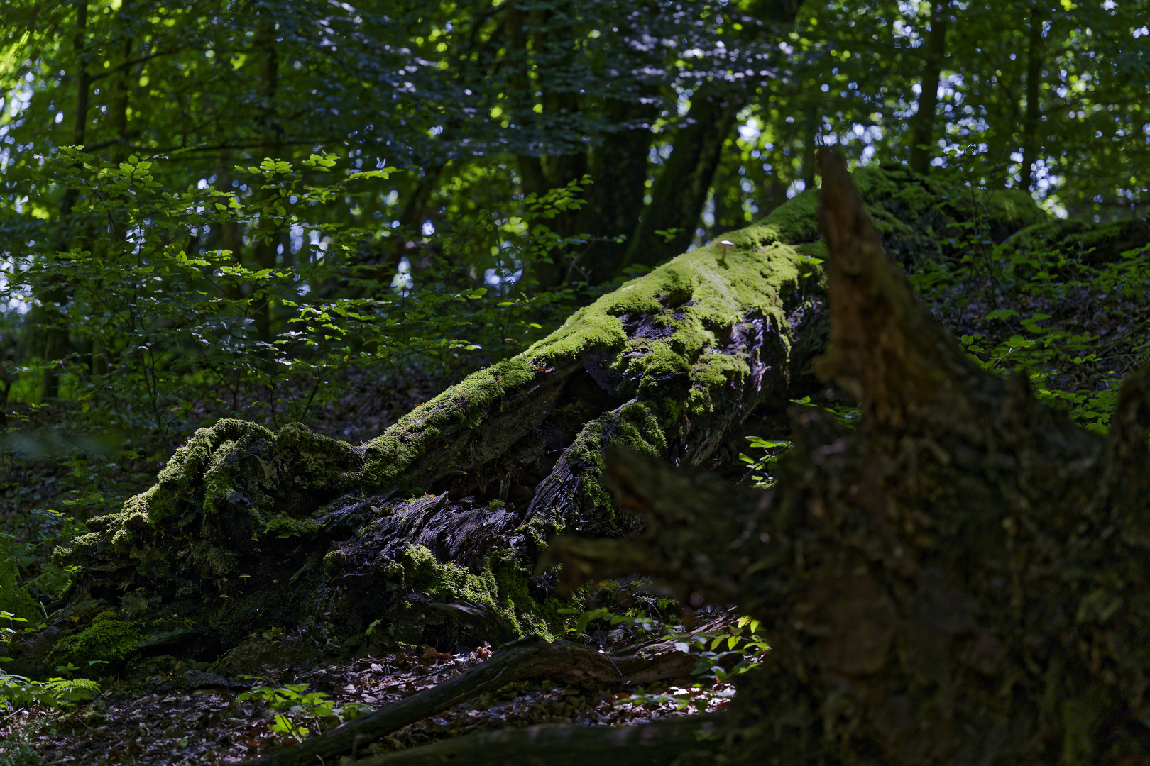 Waldmotive, hier: morscher Buchenstamm im Streiflicht