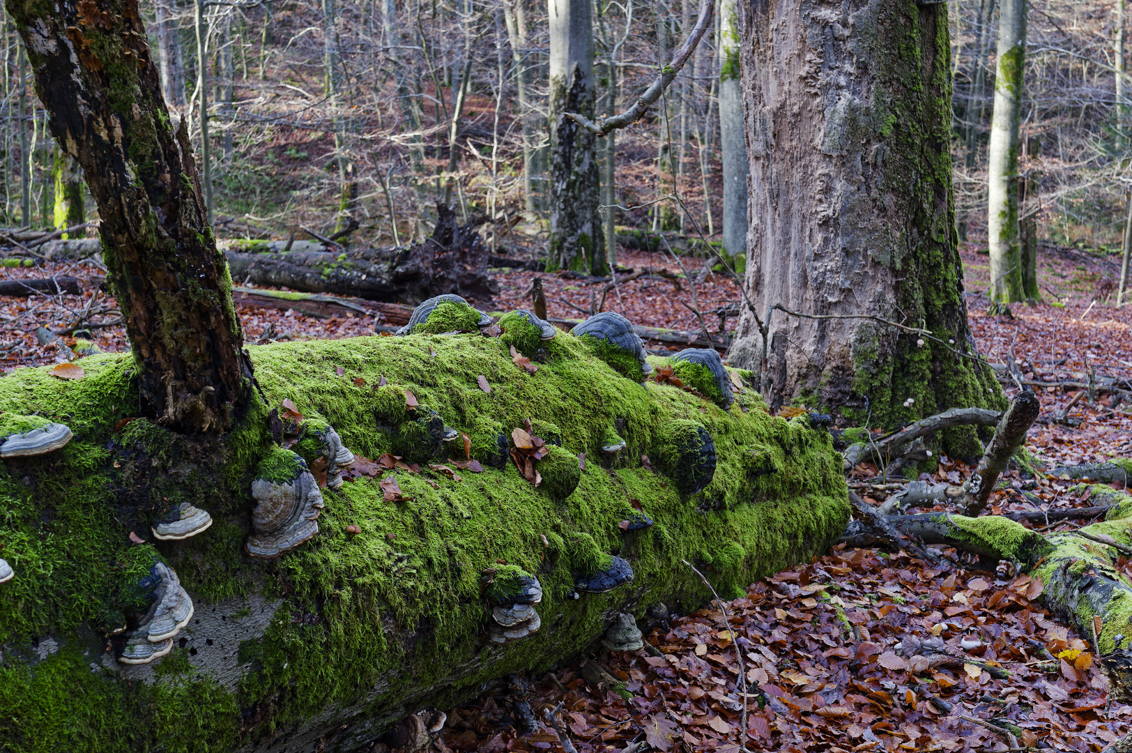 Waldmotive, hier: morscher Buchenstamm mit Baumschwämmen