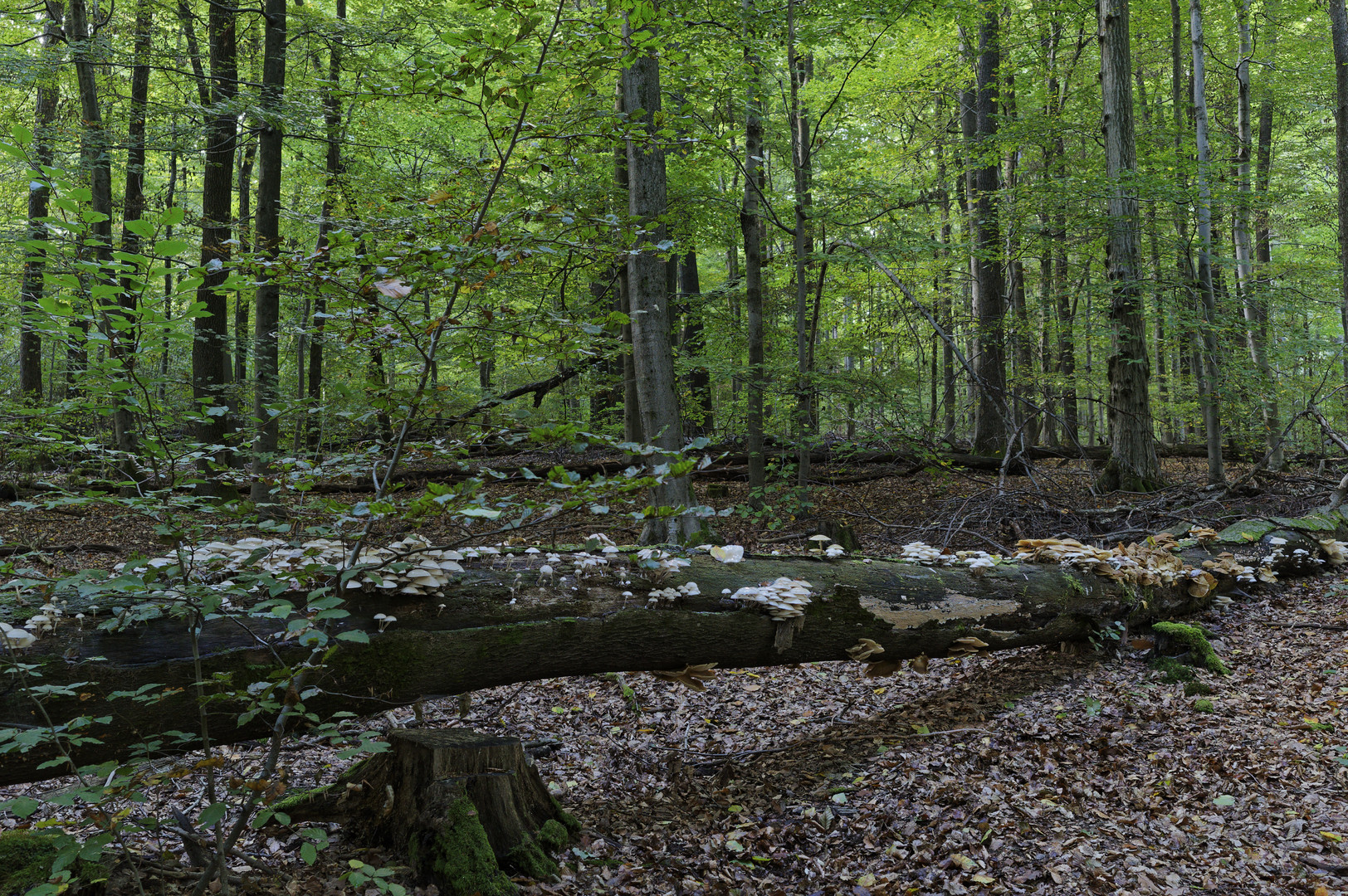 Waldmotive, hier: morscher Buchenstamm mit Pilzen