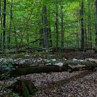 Waldmotive, hier: morscher Buchenstamm mit Pilzen