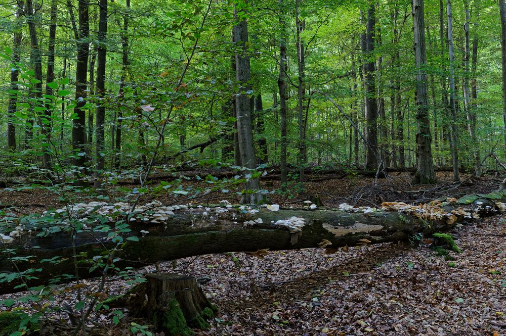 Waldmotive, hier: morscher Buchenstamm mit Pilzen