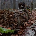 Waldmotive, hier: morscher Buchenstamm mit Schichtpilzen