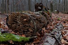 Waldmotive, hier: morscher Buchenstamm mit Schichtpilzen