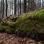 Waldmotive, hier: morscher Buchenstamm mit Zunderschwämmen