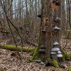 Waldmotive, hier: morscher Buchenstamm mit Zunderschwämmen