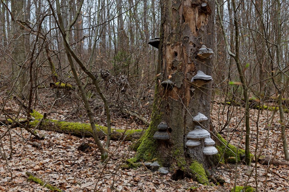 Waldmotive, hier: morscher Buchenstamm mit Zunderschwämmen